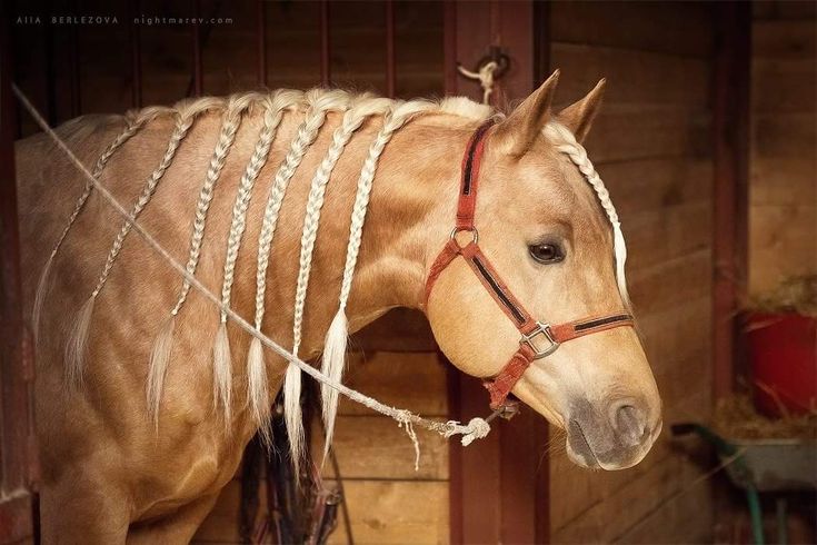 BF Golden Player - Horse braiding, Palomino, American quarter horse